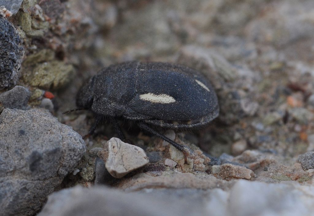 Scutelleridae: Odontoscelis byrrhus